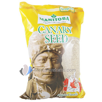 Manitoba Canary Seed 5kg, (graine à canaris pure du Canada)