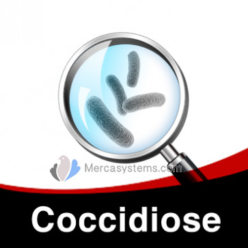 Traitement individuel de la Coccidiose chez les pigeons