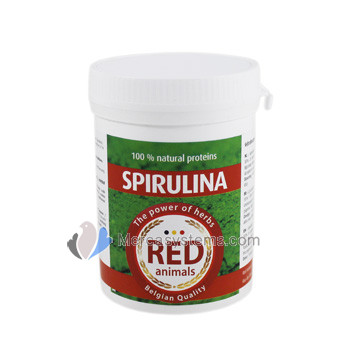 The Red Pigeon Spirulina 80 gr, (une algue naturelle avec un taux de protéines d'au moins 55%).